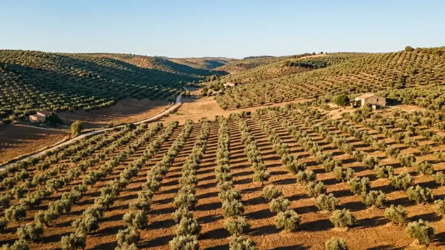 Olivares en Andalucía - El corazón de la producción mundial de aceite de oliva