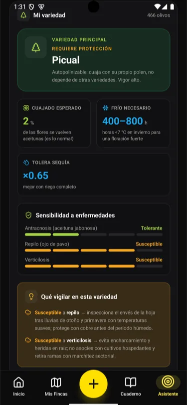 Qué hacer en tu olivar, cuándo y por qué - 3