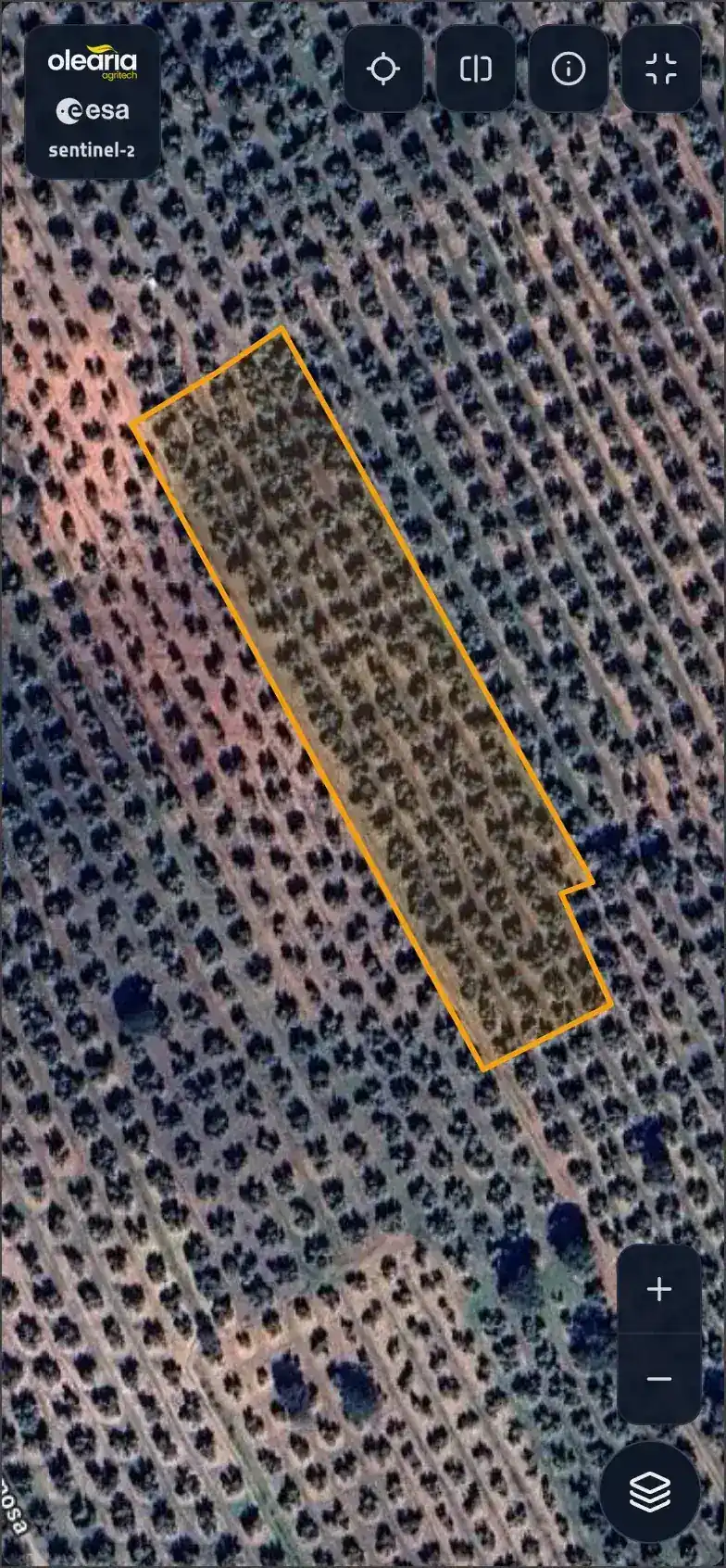 Vista satelital Sentinel-2 de olivar con parcela delimitada en Jaén