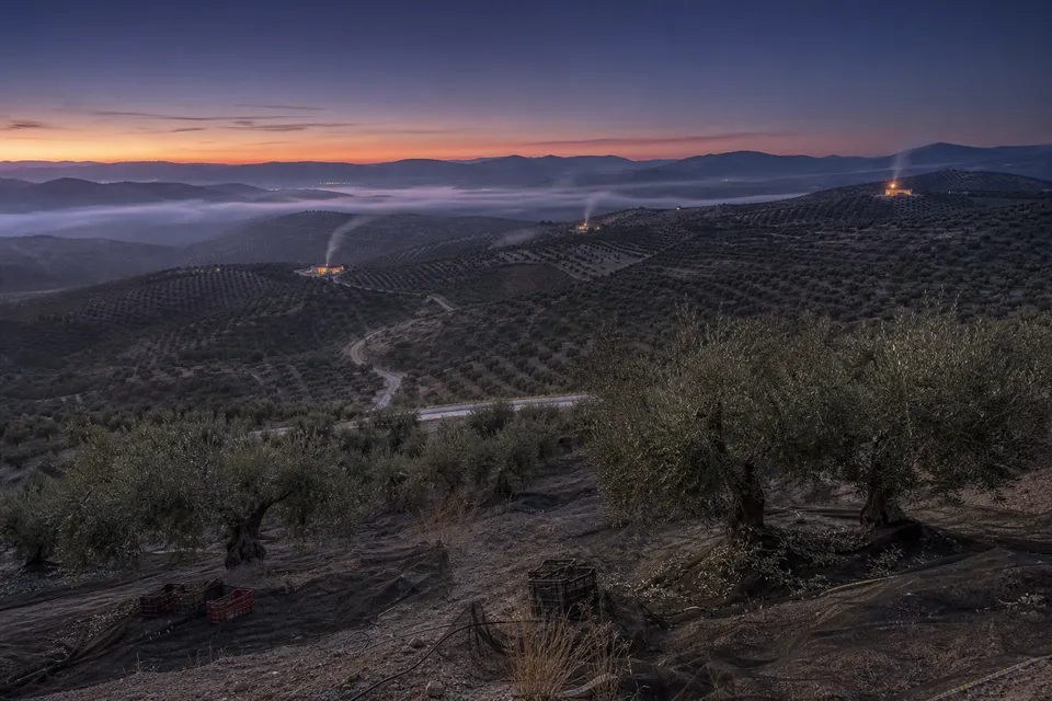 Tres almazaras con las luces encendidas al amanecer en un valle de olivar