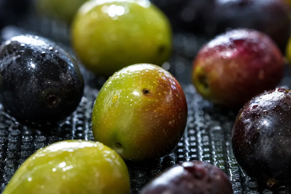 Aceitunas mojadas sobre una cinta, una de ellas con la picadura de la mosca