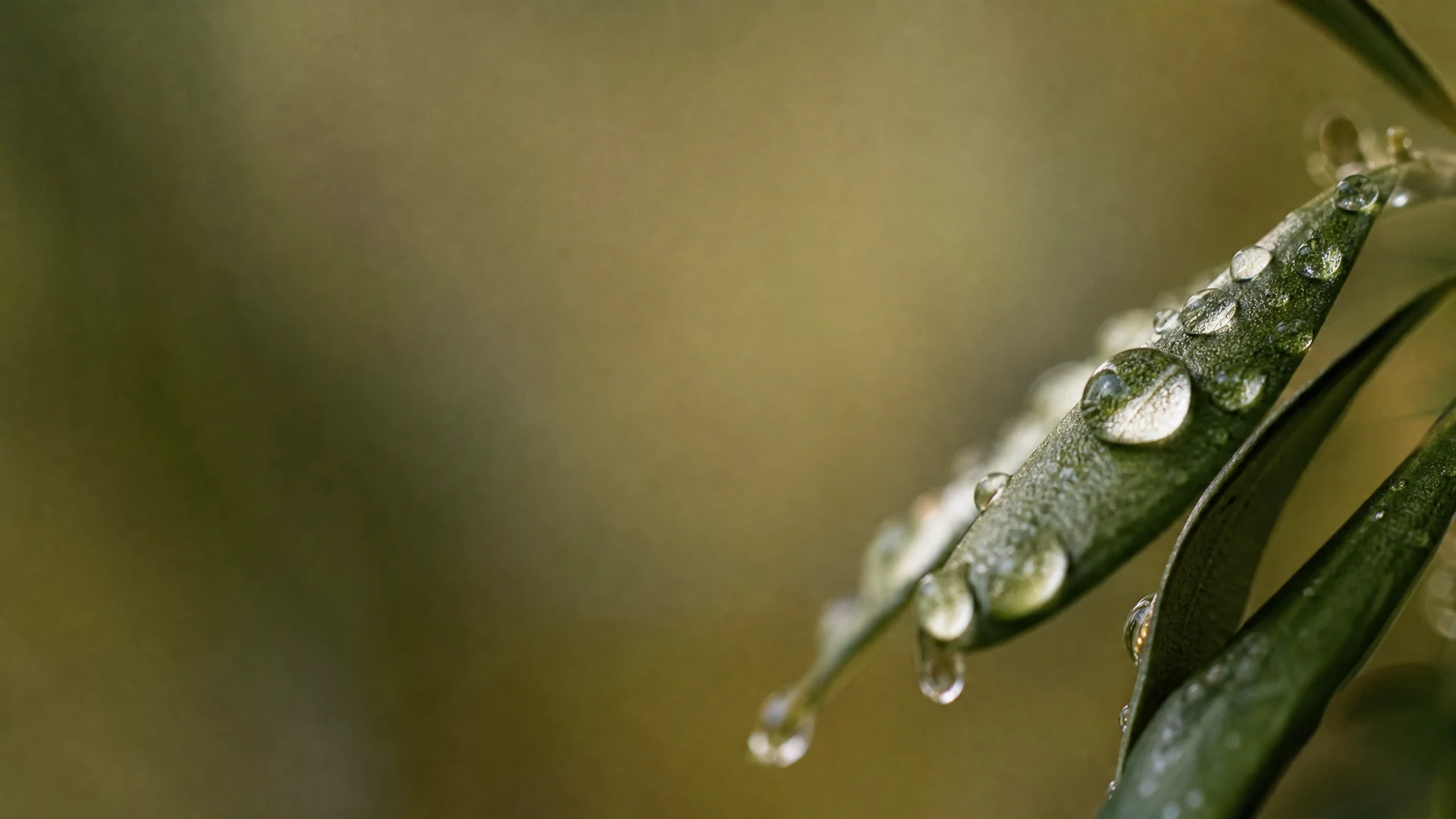 Gotas de lluvia sobre hojas de olivo, en primer plano
