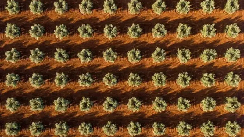 Cuaderno de Campo Digital CUE 2027: Guía Actualizada con el Calendario Real (y la Prórroga que No Todo el Mundo Conoce)