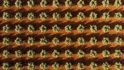 Cuaderno de Campo Digital CUE 2027: Guía Actualizada con el Calendario Real (y la Prórroga que No Todo el Mundo Conoce)