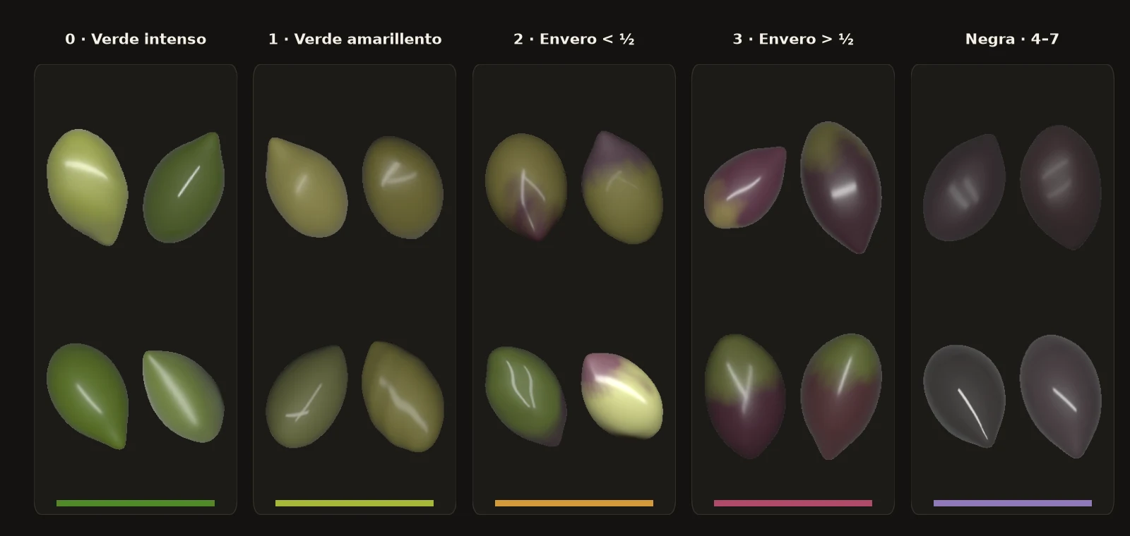 Aceitunas sintéticas en las etapas de color de la piel: verde, amarillenta, dos etapas de envero y negra